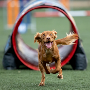 agility tunnel