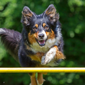 agility cours