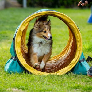 tunnel cours agility