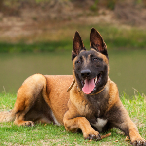 malinois