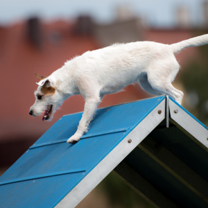 passerelle cours agility