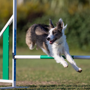 haie cours agility